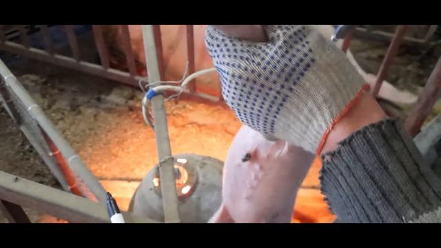 СУИФЕРРОВИТ прокалываю поросятам на 3 день.ЖЕЛЕЗО ПОРОСЯТАМ.