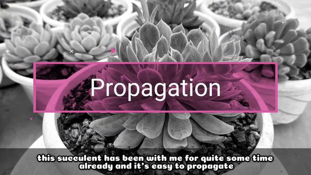 121 ECHEVERIA BRADBURIANA SUCCULENT CARE GUIDE || Succulent Care Tips 다육식물 多肉植物 Suculentas смотреть онлайн