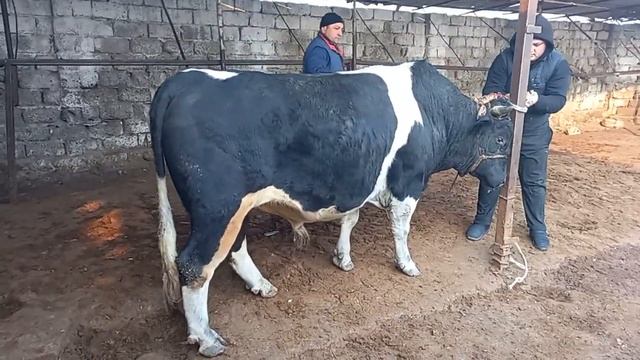 ШАНБЕ МОЛБОЗОРИ ХУДЖАНД ЖИВОЙ ВЕС января 2023 г.ХУЧАНД смотреть онлайн