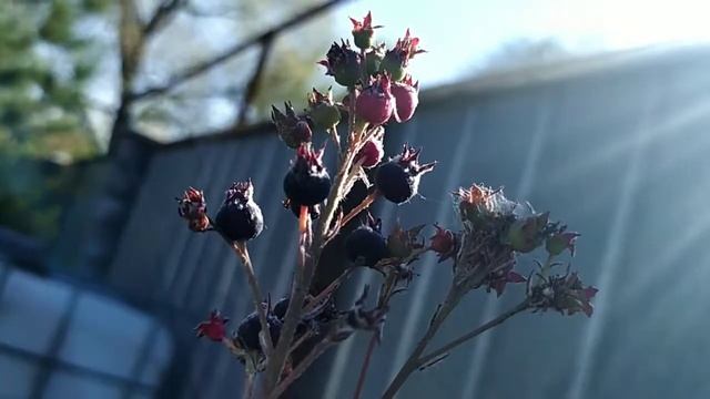 Ирга красноярская - Два урожая в год!!! смотреть онлайн