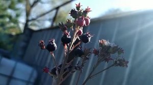 Ирга красноярская - Два урожая в год!!!