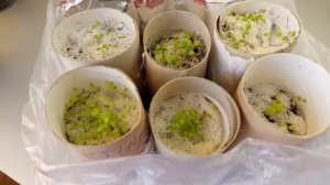 Втулки от туалетной бумаги для рассады. Хорошие готовые стаканчики.