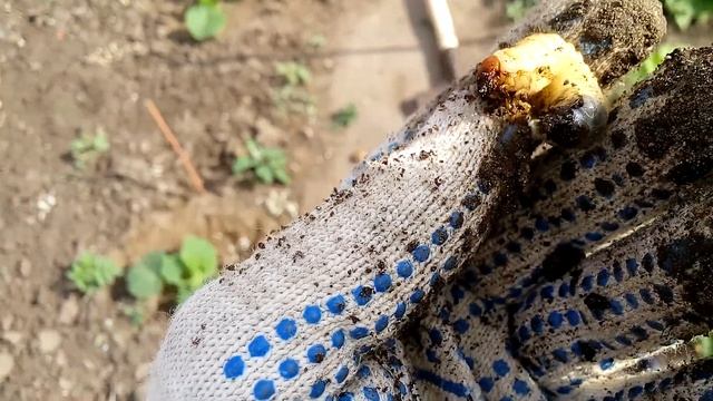 Враг клубники лечинка майского жука смотреть онлайн