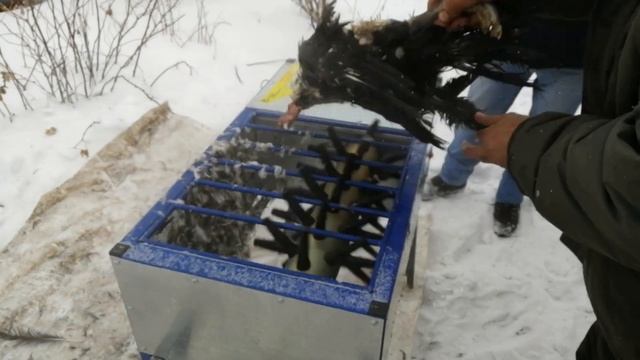 Утка обработка перосъемной машиной