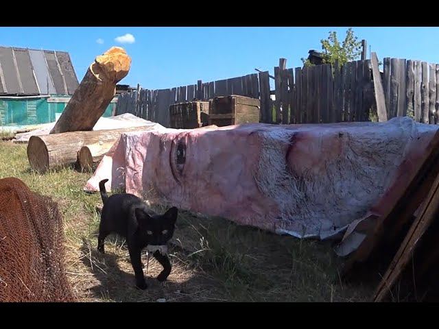 Кот в мешке и абрикосы. смотреть онлайн