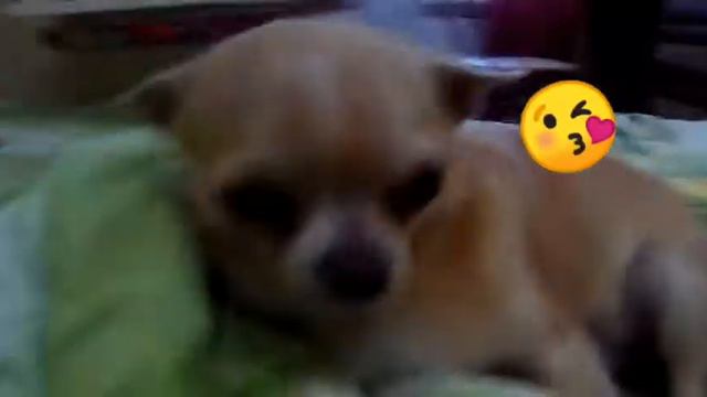 Клип с собакой смотреть онлайн