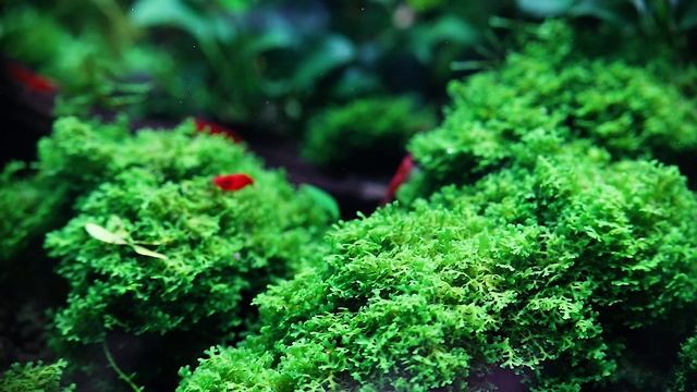Аквариум в природном стиле / My beautiful nature aquarium смотреть онлайн