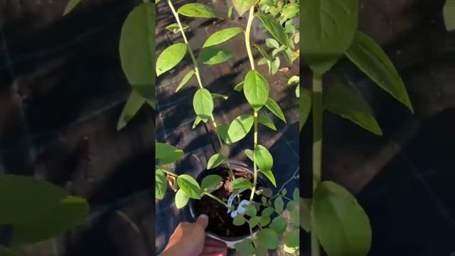 Голубика Патриот. #огород #сад #рекомендации #питомникрастений #садовыйцентр #ландшафтныйдизайн смотреть онлайн