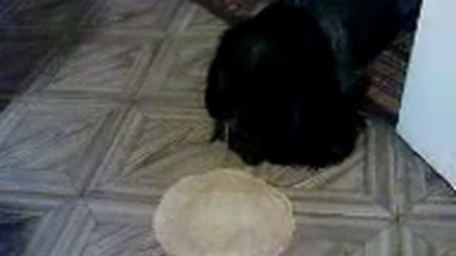 Грозный Пожиратель Блинов.3GP смотреть онлайн