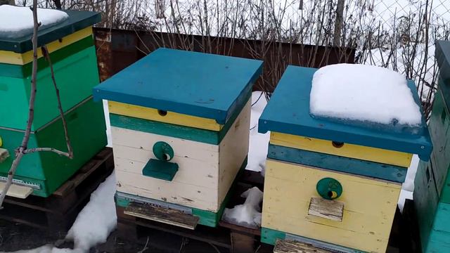 Секрет 100% зимовки пчёл. Как зимуют в Пеноулике. смотреть онлайн
