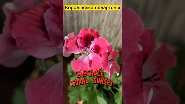 Elegance Coral Sunset смотреть онлайн