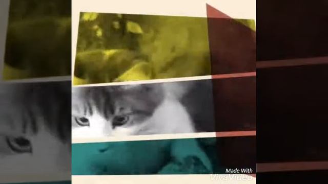 😻КоТиК-БеЛыЙ-ЖиВоТиК😻 смотреть онлайн