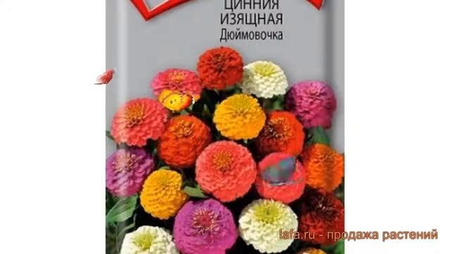 Цинния изящная Дюймовочка (dyuymovochka) ? Дюймовочка обзор: как сажать, семена циннии Дюймовочка смотреть онлайн