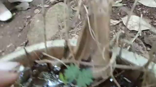 Mimosa Pudica Мимоза стыдливая (недотрога) сенсорное растение