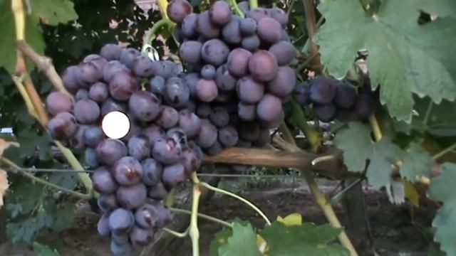 Виноград Бодрый смотреть онлайн