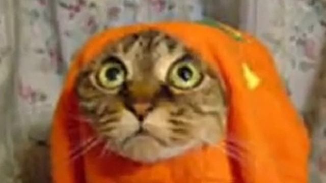 Прикол про котов! Звук погромче и на весь экран, то так не интересно будет