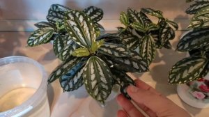 Пилея Кадье. #пилеякадье