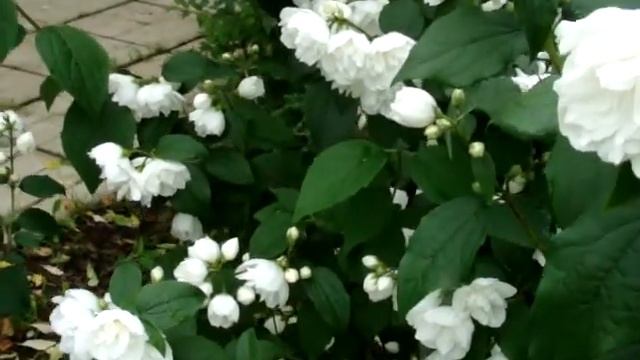 Приглашаем в наш Экспо-Сад! Ароматное цветение чубушника "Virginal"! смотреть онлайн