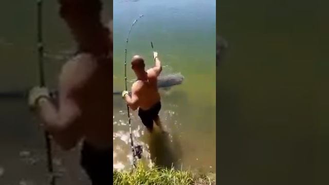 Вот это улов! Сом 254 см, более 100 кг смотреть онлайн