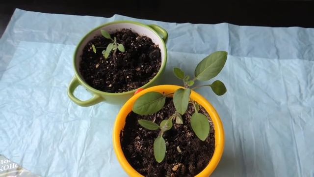 ПЕПИНО//ЧТО ЗА ФРУКТ?//Сезон 2019 смотреть онлайн