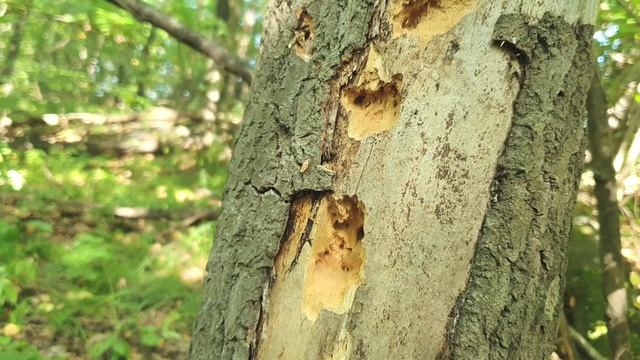 Огромный трутовик и коллибия смотреть онлайн