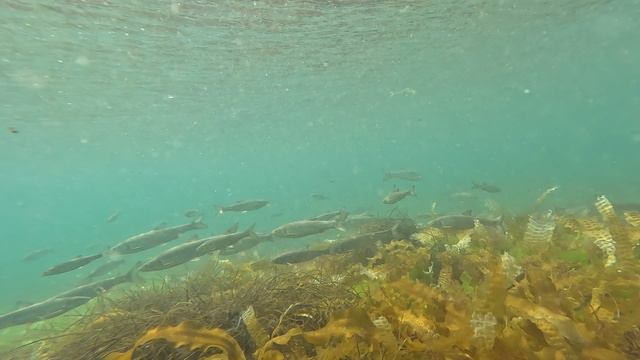 Сахалин смотреть онлайн