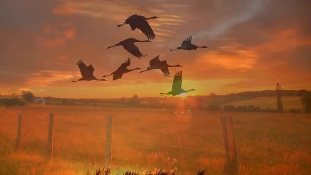 КОХАНОМУ Tanya Navrotski