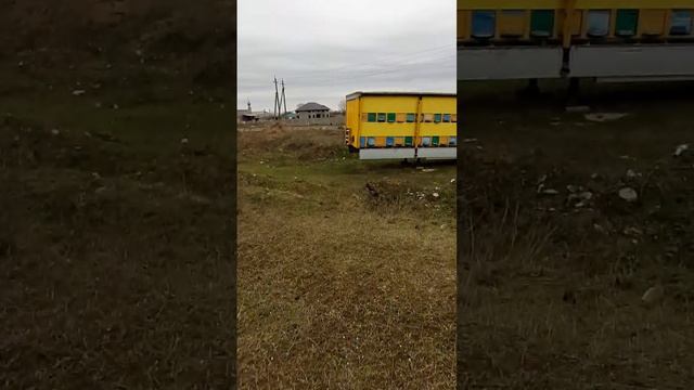 рынок манас