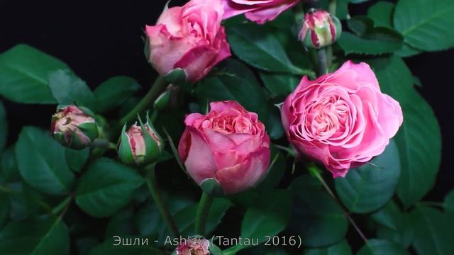 Как распускается роза Эшли - Ashley (Tantau 2016) смотреть онлайн