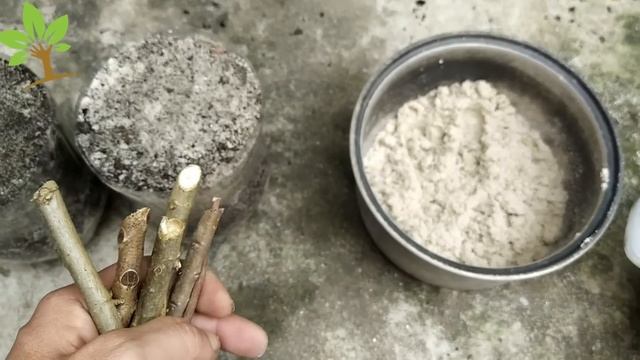 TÉCNICA ENRAIZA QUALQUER GALHO (Apenas 1 ingrediente) смотреть онлайн