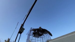 Погоня Ястреба за Голубями с Утра и до Вечера