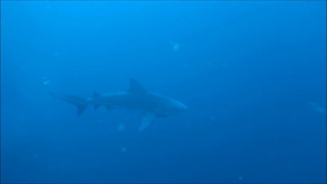 Zambezi (bull shark) смотреть онлайн