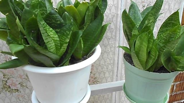 Сансевиерия Hahnii/уход смотреть онлайн