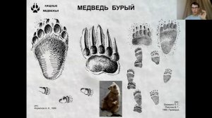 Белая тропа: следы зверей и птиц