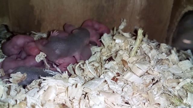 Мышки два выводка смотреть онлайн