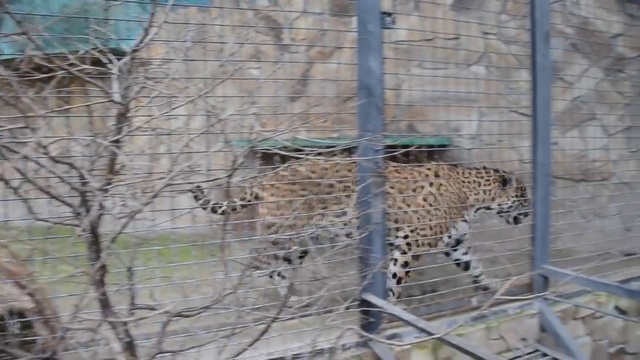 Интересные факты о ЯГУАРАХ ! смотреть онлайн