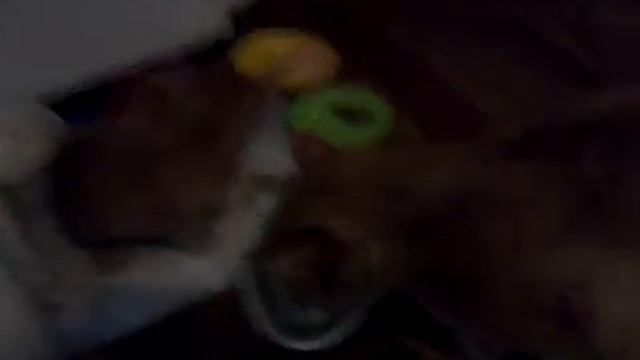 Котёнок уж ест.   ИНТЕРНЕТ ВЕРНУЛСЯ!!!!!