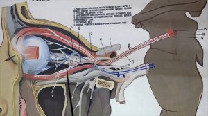 III, IV, VI пары черепно мозговых нервов