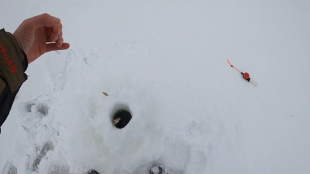 Такой клёв окуня я вижу впервые ? Зимняя рыбалка на окуня. Карельская зимняя рыбалка 2022