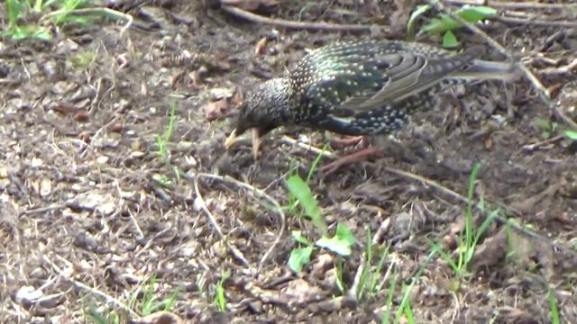 Скворцы. смотреть онлайн