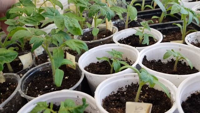 Обзор рассады на 25 марта и готовимся к переезду. смотреть онлайн