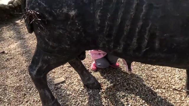 Тур выходного дня в поместье ХОЛОДНЫЙ РУЧЕЙ в ГОРЯЧЕМ КЛЮЧЕ смотреть онлайн