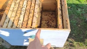 ВАЖНЫЕ РАБОТЫ в августе создаём комфорт ПЧЁЛ К ЗИМЕ на пасеке что важно знать??☝️