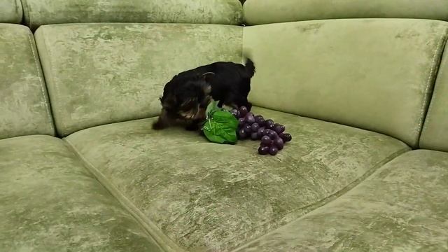 Подарите мне собаку-Барабаку смотреть онлайн