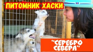 Ягодное. Питомник Хаски. «Серебро Севера» - деревня ездовых собак.Что посмотреть в Самарской области