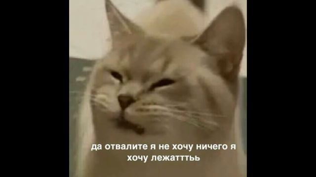 Вечерний выпуск "Смешные собаки" №154 смотреть онлайн