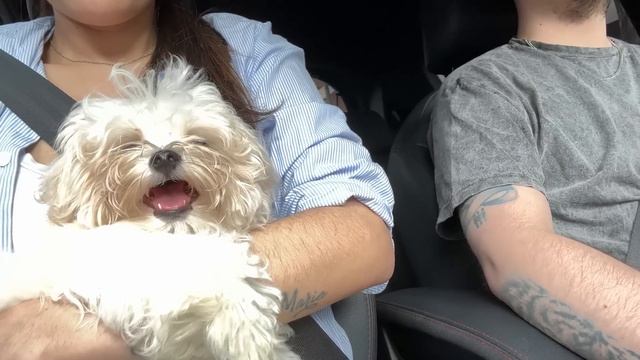 Se agranda la familia, bienvenido Benito! vlog primeros dias en casa. смотреть онлайн