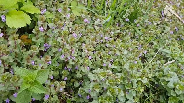 будра плющевидная - неприметное растение с лекарственными свойствами смотреть онлайн
