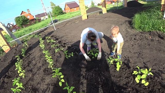 САЖАЕМ болгарский ПЕРЕЦ. ДОМ и наш ОГОРОД. смотреть онлайн