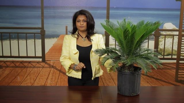 How to Divide Sago Palms : Gardening Tips смотреть онлайн